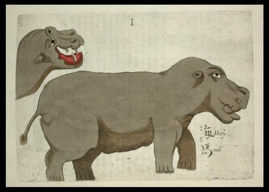 Замальовки бегемотів Боїма, які він зробив в Мозамбіку. Фото з dic.academic.ru