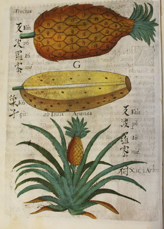 Замальовка Міхала Боїма. Фото з plantillustrations.org