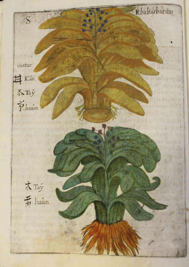 Замальовка Міхала Боїма. Фото з windtonic23.blogspot.com