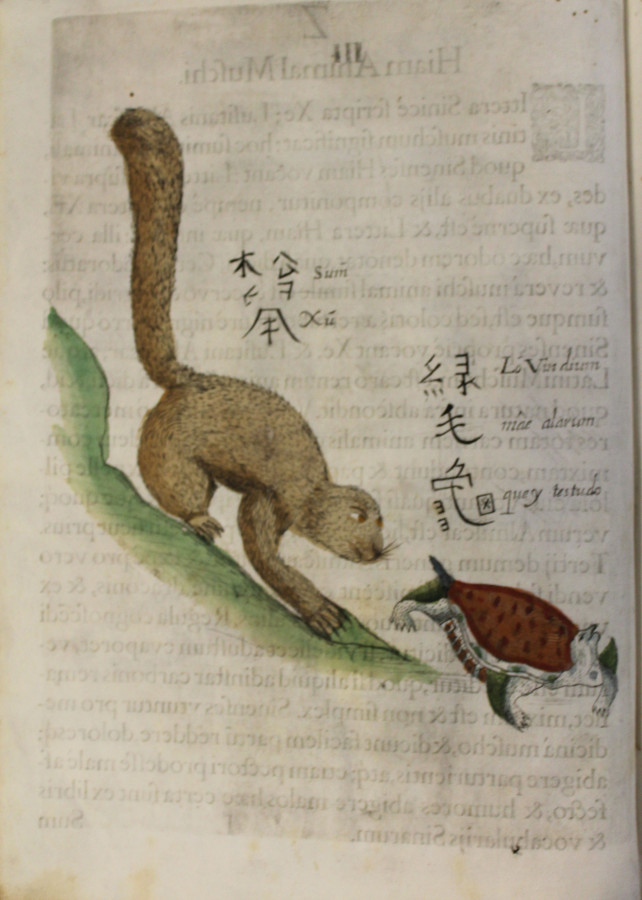 Малюнок Міхала Боїма. Фото з www.nhm.ac.uk