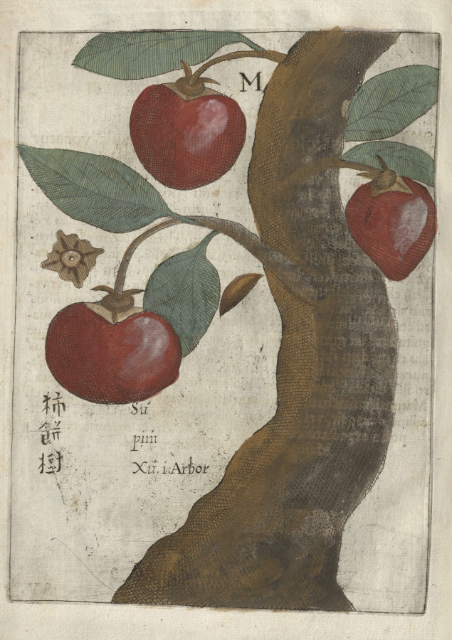 Одна з замальовок Міхала Боїма. Фото з usfspecialcollections.tumblr.com