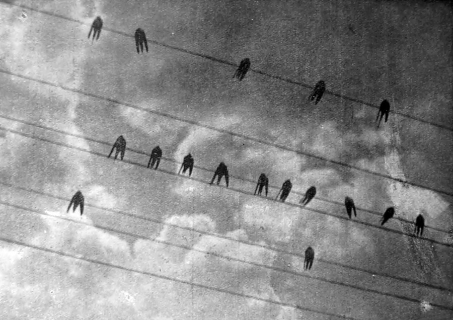 Ярослав Коваль. Ластівки на дротах, поч. 1930-х рр. (Світло й Тінь. – 1934. – Ч. 2)