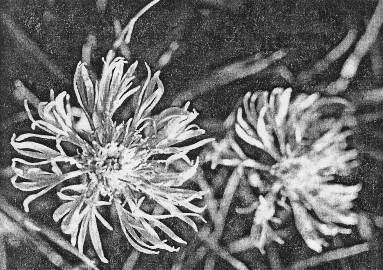 Юліан Дорош. Волошка лугова, Кайзервальд, 1961 р. (Галицька брама. – 2009. – № 6)