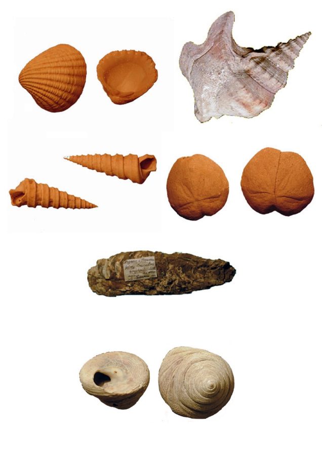 Зразки фауни з колекції І. Олексишина (Бубняк І., Ярема С. Іван Олексишин – американський професор геології // Праці Наукового товариства ім. Шевченка. – 2007. – № 19: Геологічний збірник. – С. 201–207)