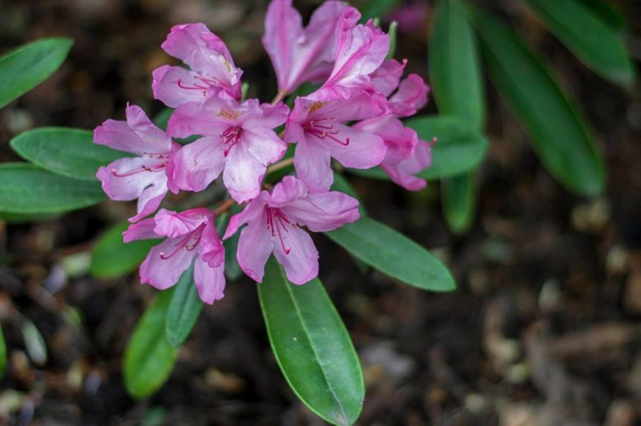 День відкритих дверей у Ботсаду