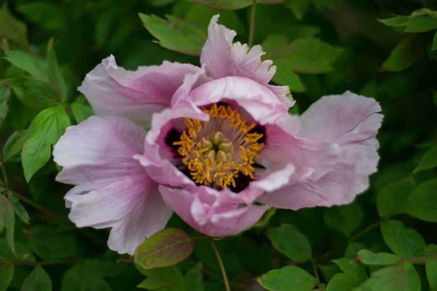 День відкритих дверей у Ботсаду