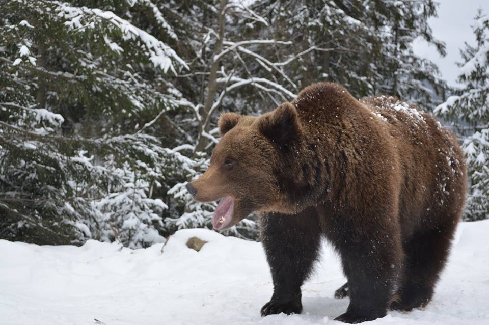Карпатський ведмідь