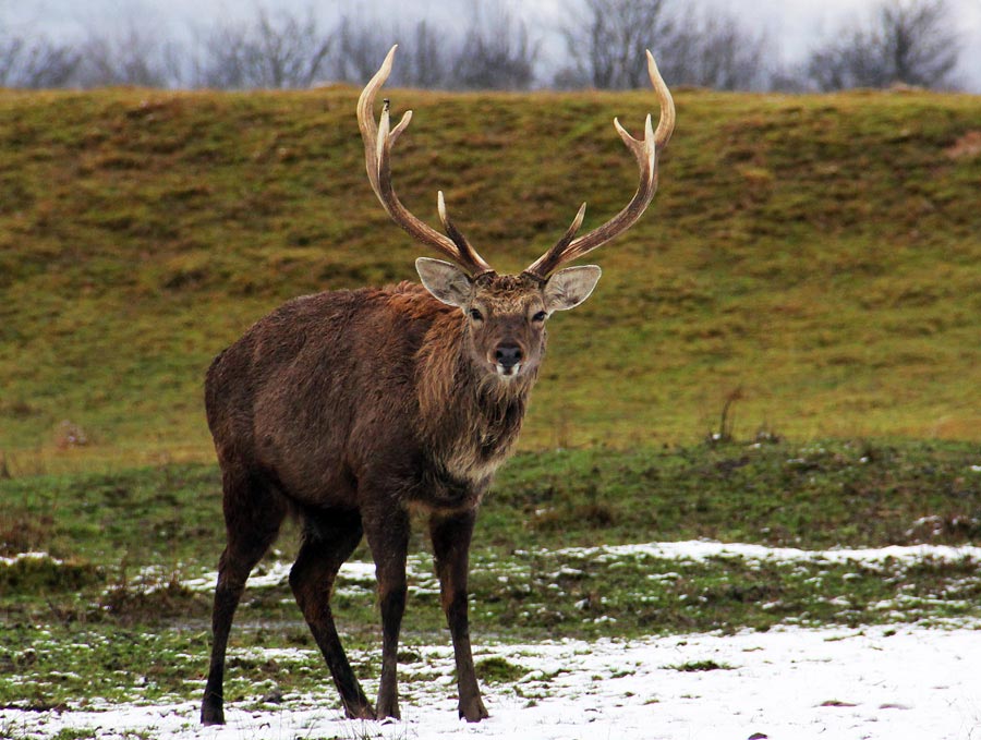 Карпатський олень