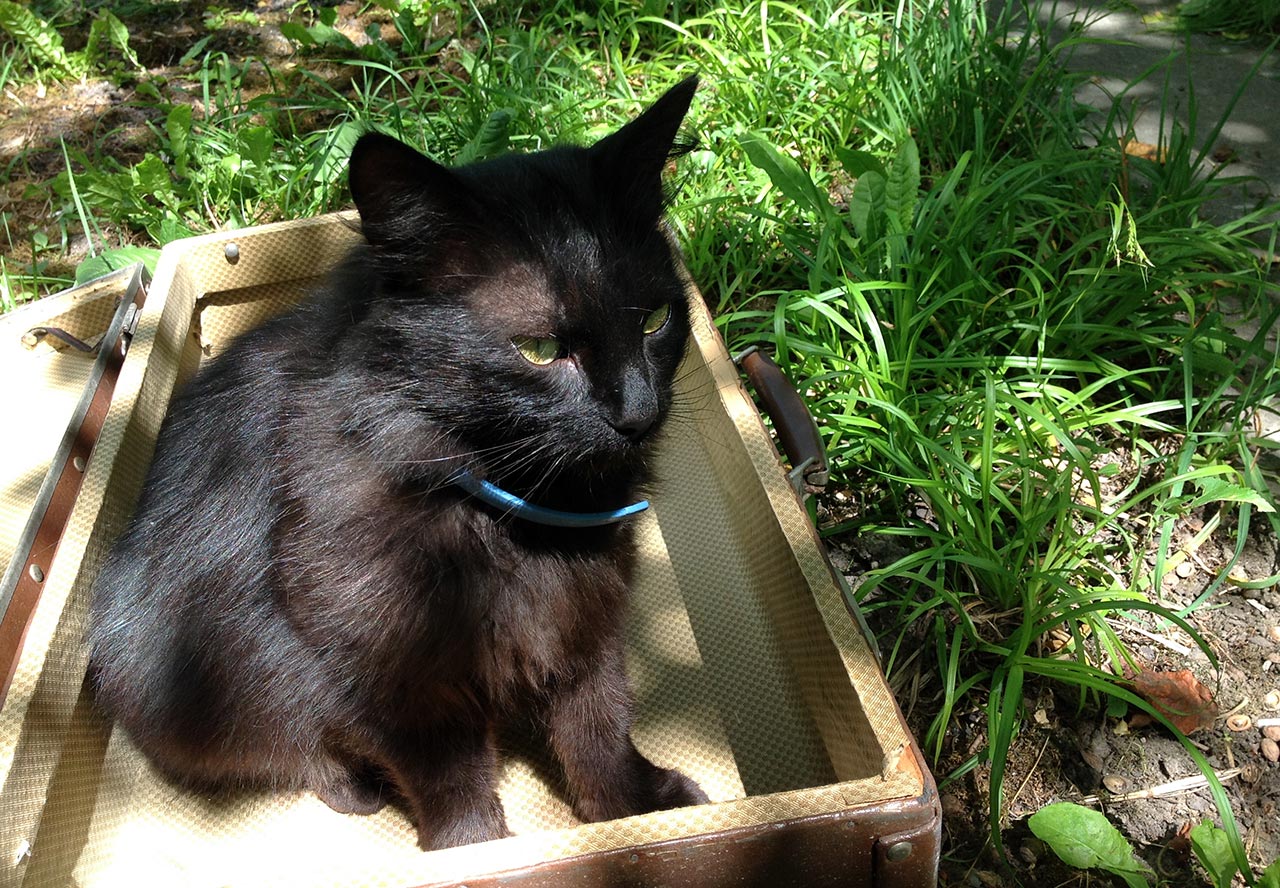 Теперішній “завідувач” Музею Станіслава Людкевича кіт Зесько