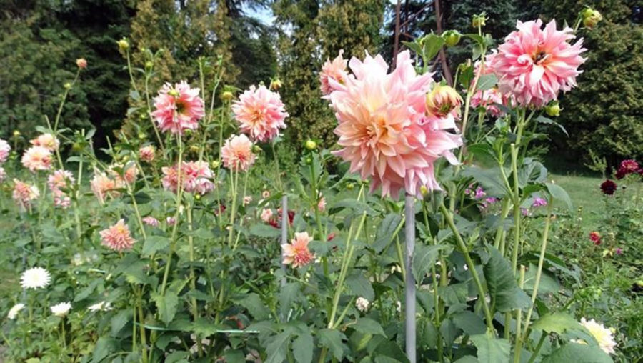 День відкритих дверей у Ботанічному садуДень відкритих дверей у Ботанічному саду