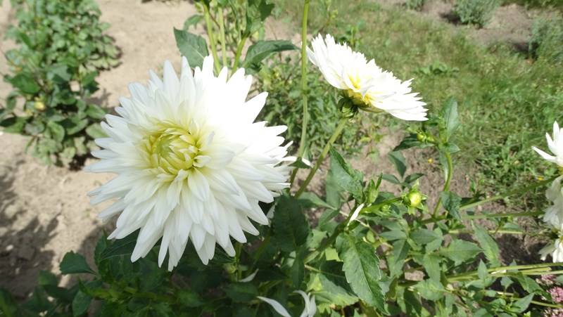 День відкритих дверей у Ботанічному саду