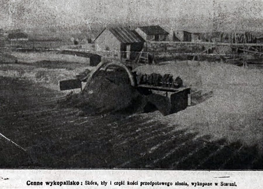 Шкіра, бивні та частина кісток допотопного слона, викопані в Старуні