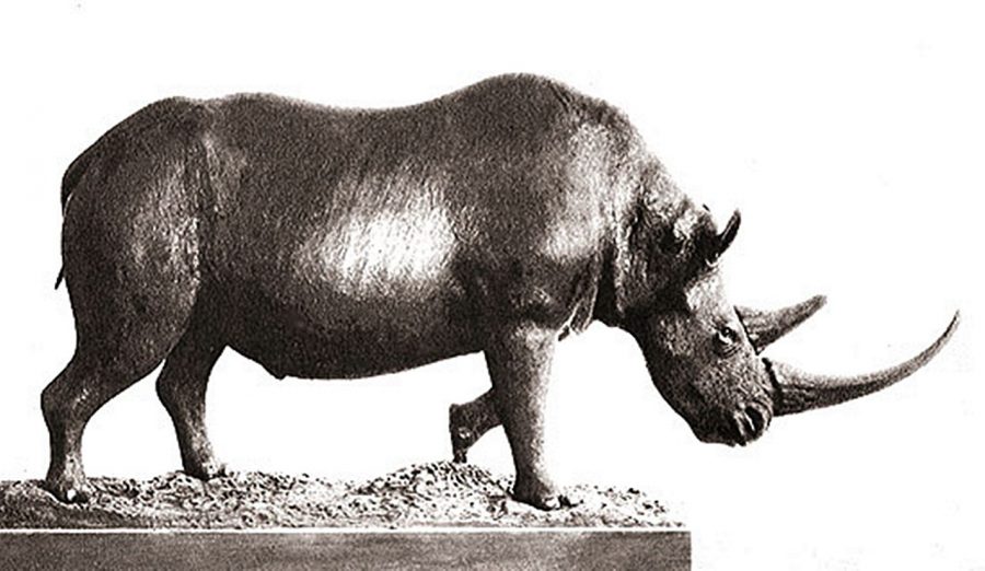 Носоріг із Старуні виставлений в музеї в Краков