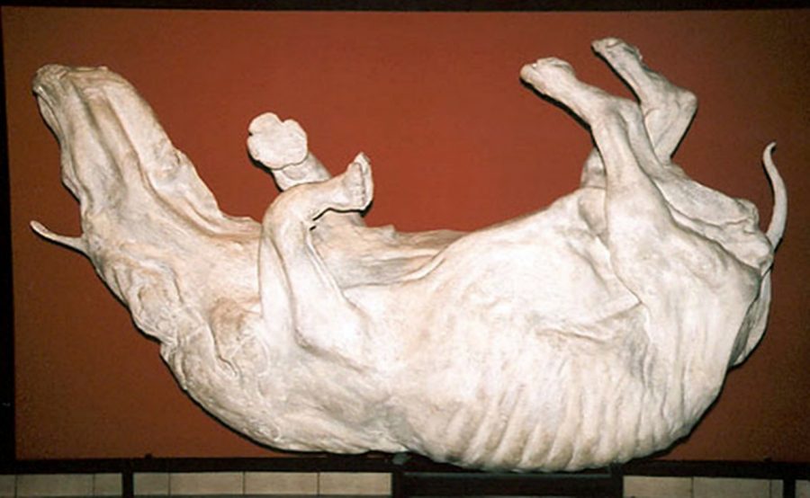 Гіпсовий відлив носорога із Старуні у положенні із селища (фото Andrzej Kobos)