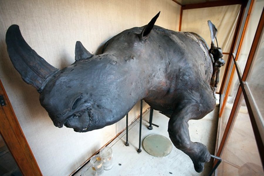 Волохатий носоріг із Державного природознавчого музею НАН України у Львові