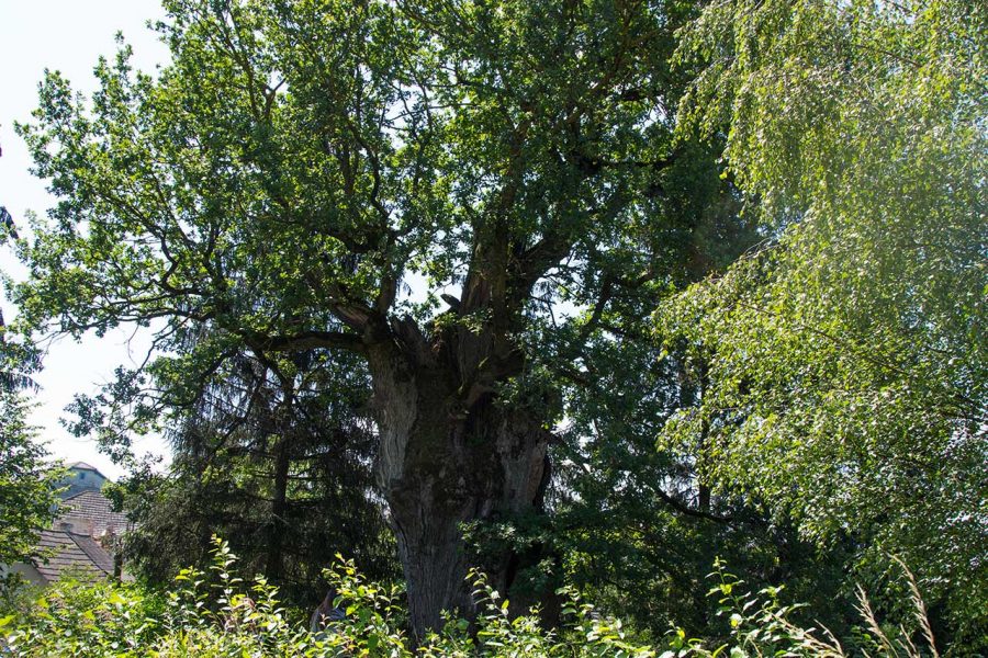 Віковий дуб у с. Верин, 2017 р.