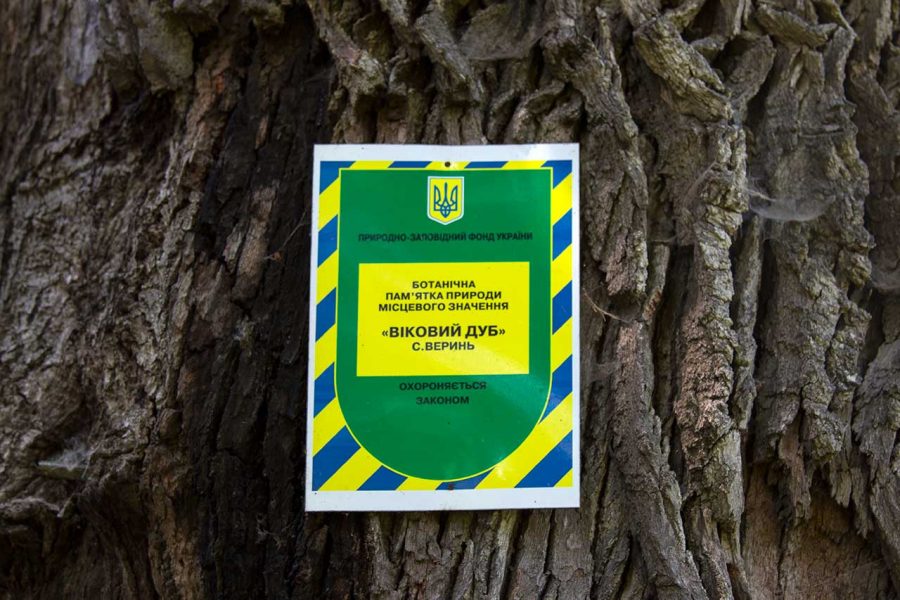 Віковий дуб у с. Верин, 2017 р.