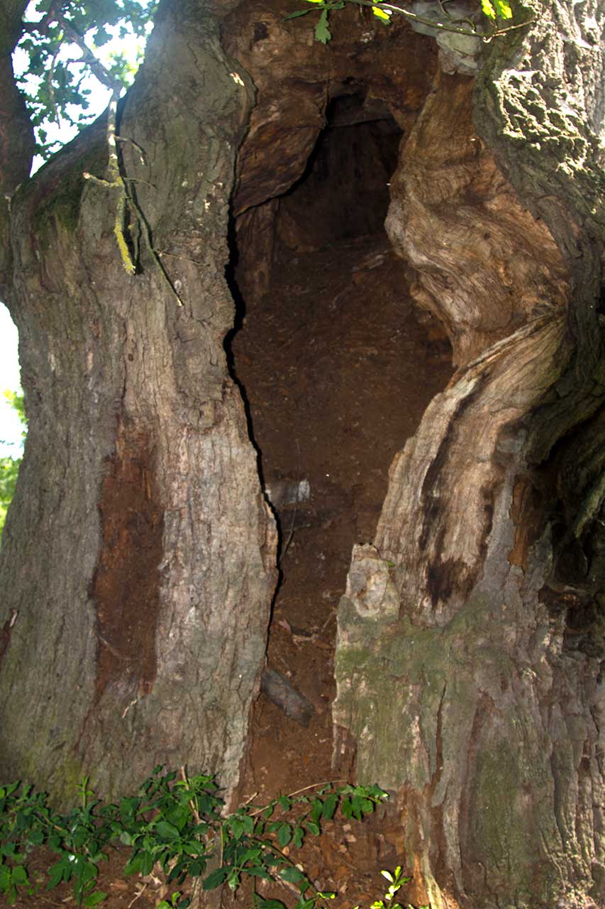 Віковий дуб у с. Верин, 2017 р.