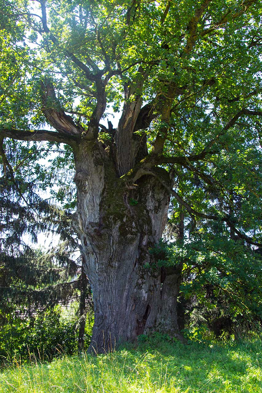 Віковий дуб у с. Верин, 2017 р.