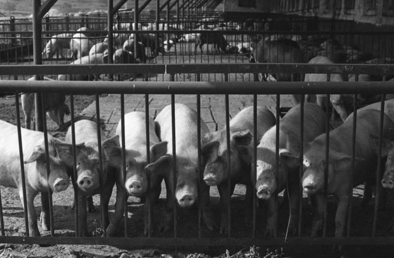 Жовківський (кол. Нестеровський) район, 1970-ті рр. Фотограф: Всеволод Тарасевич