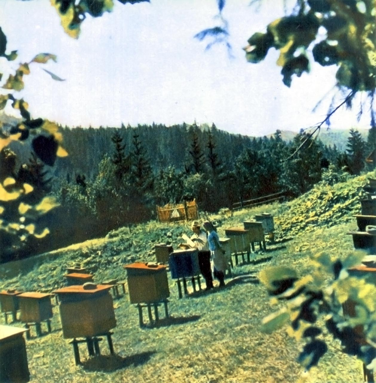 Бджоли на полонинах. Фотограф Микола Федорович Козловський.