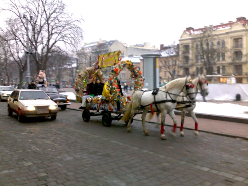 Знову свині в центрі Львова! Свяняча акція в центрі Львова від ресторану "Старгород"