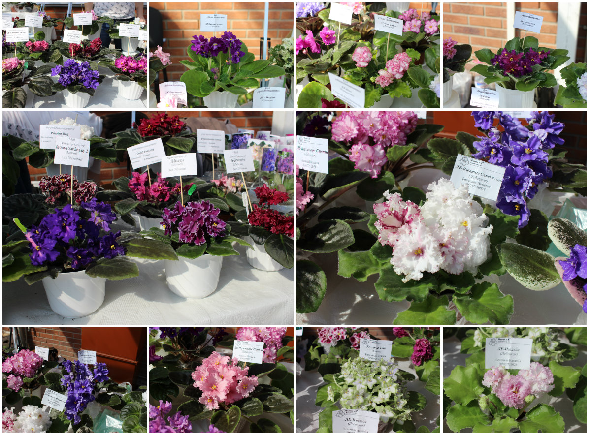 У Львові зацвіли кактуси, стрептокатуси та сукуленти