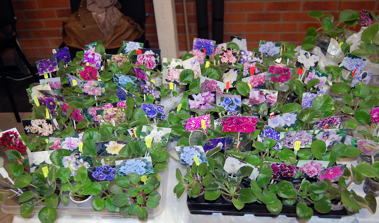 Виставка узамбарських фіалок, стрептокактусів, кактусів та сукулен
