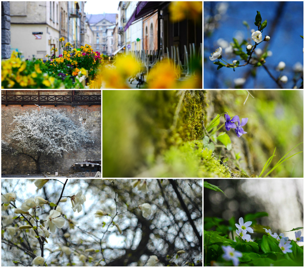 Топ-7 квітучих місць у Львові