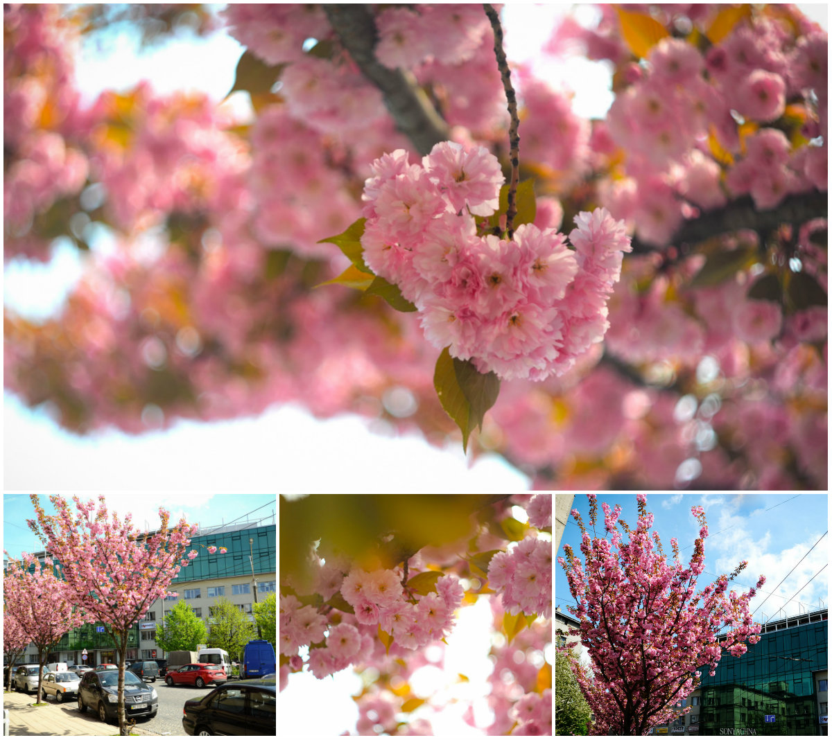 Шматочок Японії у Львові