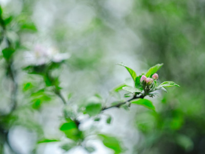 Яблуню висадив президент Республіки Словенія(1991-2002) Мілан Кучан