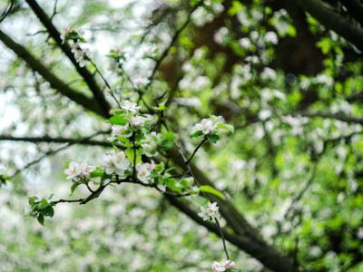 Яблуню висадив президент Угорської Республіки (1990-2000) Арпад Гьонц