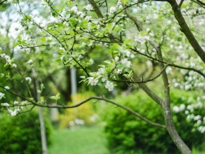 Яблуню висадив президент Австрійської Республіки (1992-2004) Томас Клестіль