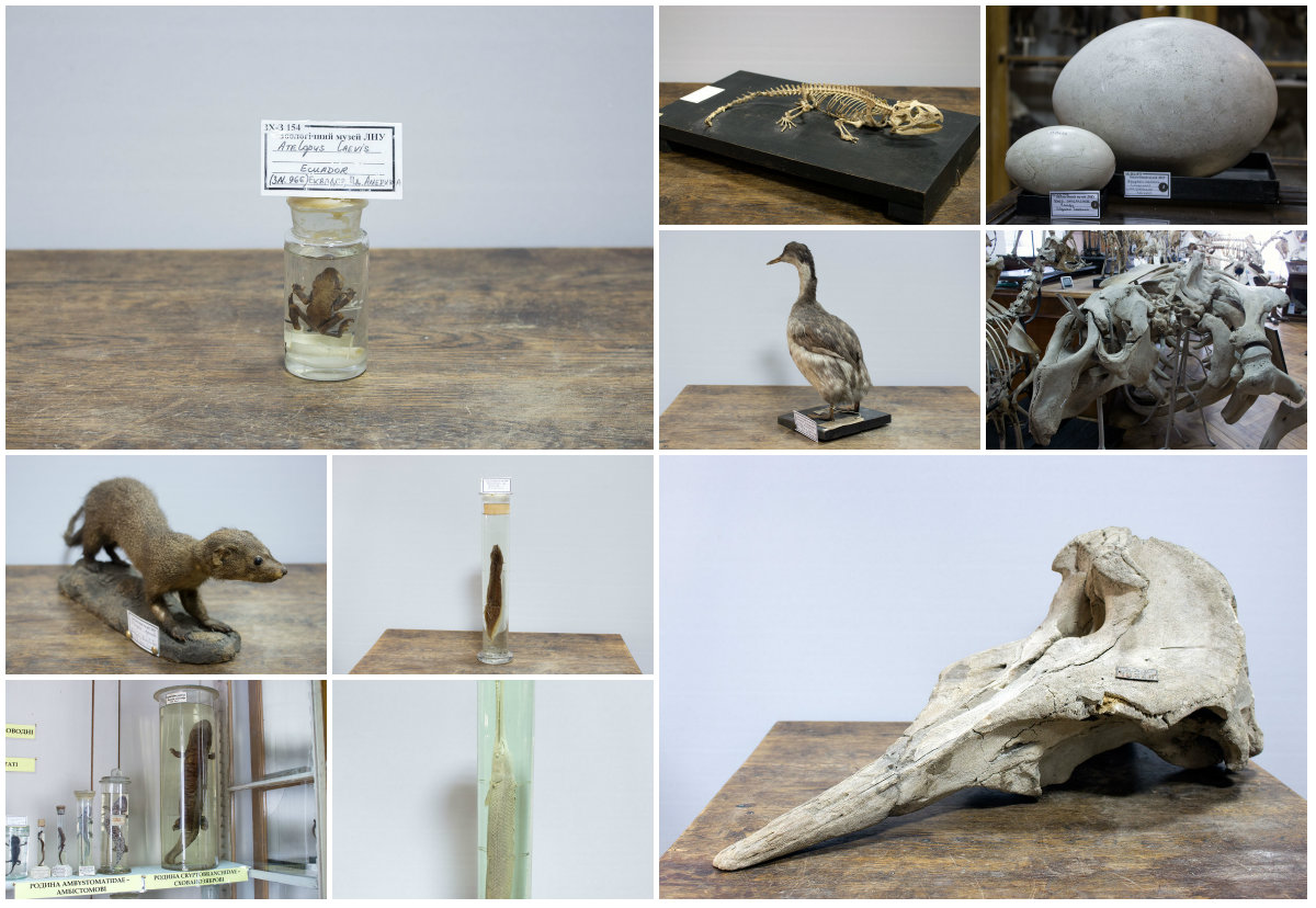 10 найцінніших експонатів Зоологічного музею Львівського університету