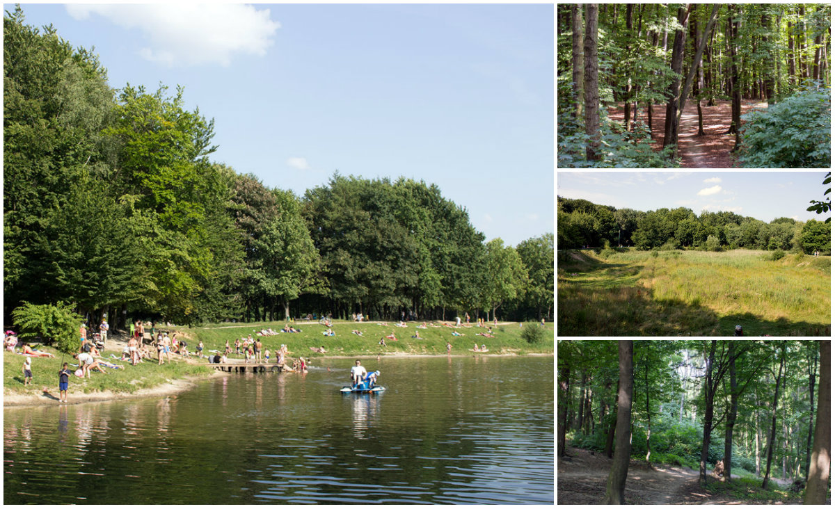 Горіховий гай, або озерна оаза Львова