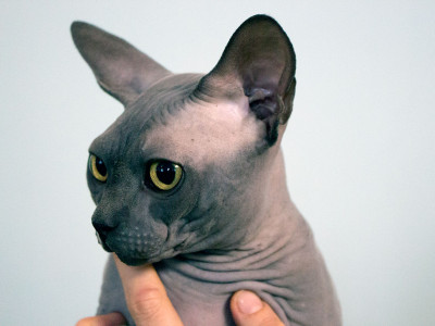 Міжнародна виставка котів у Львові