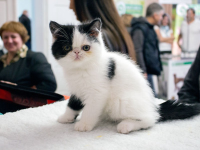 Міжнародна виставка котів у Львові