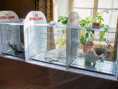 Міжнародна виставка котів у Львові