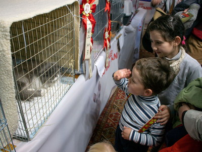 Міжнародна виставка котів у Львові