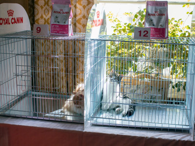 Міжнародна виставка котів у Львові