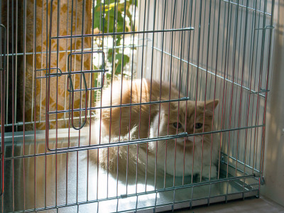 Міжнародна виставка котів у Львові