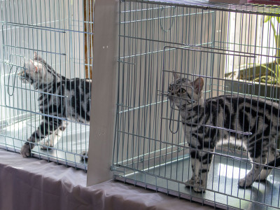 Міжнародна виставка котів у Львові