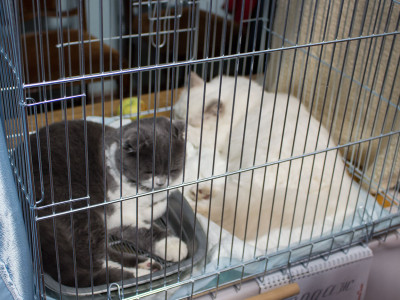 Міжнародна виставка котів у Львові