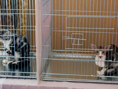 Міжнародна виставка котів у Львові