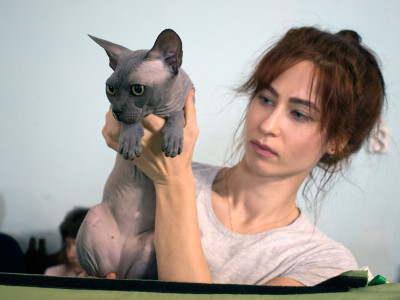 Міжнародна виставка котів у Львові