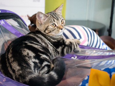 Міжнародна виставка котів у Львові