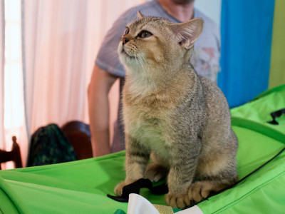 Міжнародна виставка котів у Львові