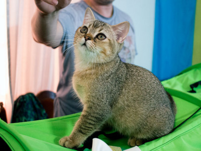 Міжнародна виставка котів у Львові