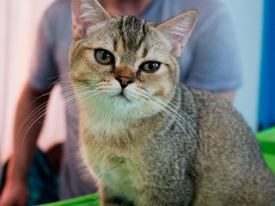 Міжнародна виставка котів у Львові