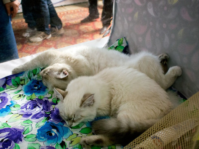 Міжнародна виставка котів у Львові